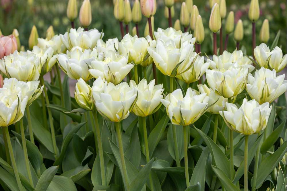 Tulipan 'White Valley'